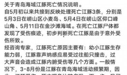 农村王先生最新爆料,揭秘农村发展新动向