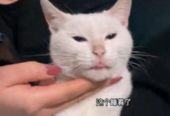 猫咪爆料视频在线观看,在线观看爆笑瞬间